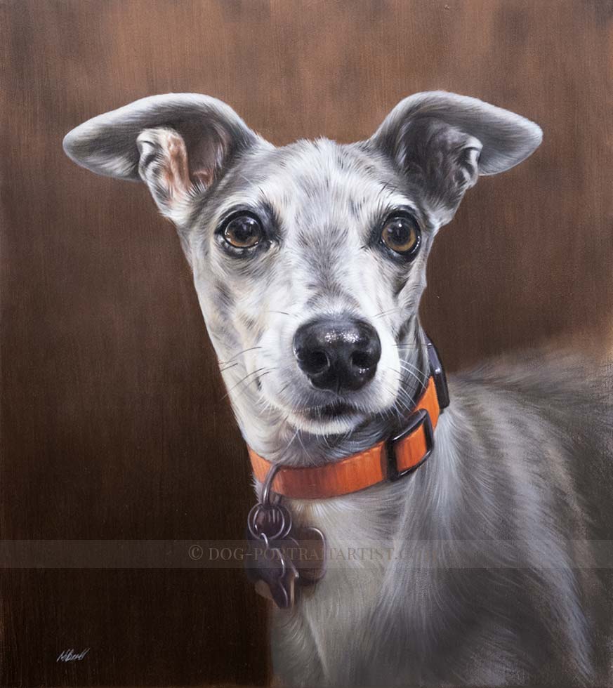 Italian Greyhound Pet Portraits