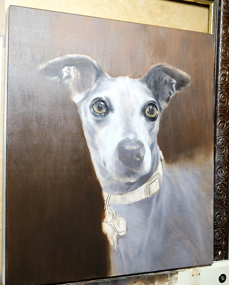 Italian Greyhound Portrait - Initial Sketch Italian Greyhound portrait of Spyder showing the initial sketch stage.
