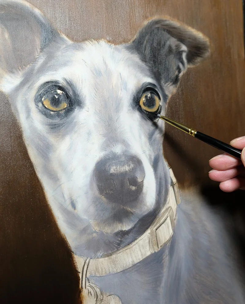 Italian Greyhound Oil Portrait - Blocking In Italian Greyhound oil portrait of Spyder with colors blocked in.