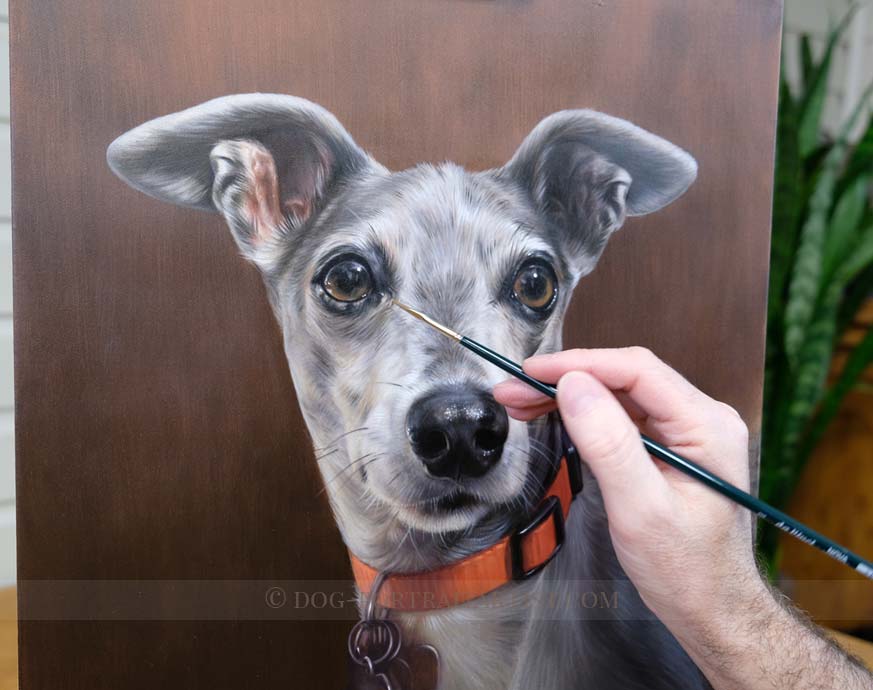 Italian Greyhound Pet Portraits