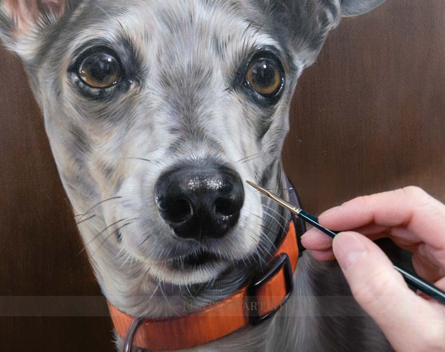 Italian Greyhound Pet Portraits