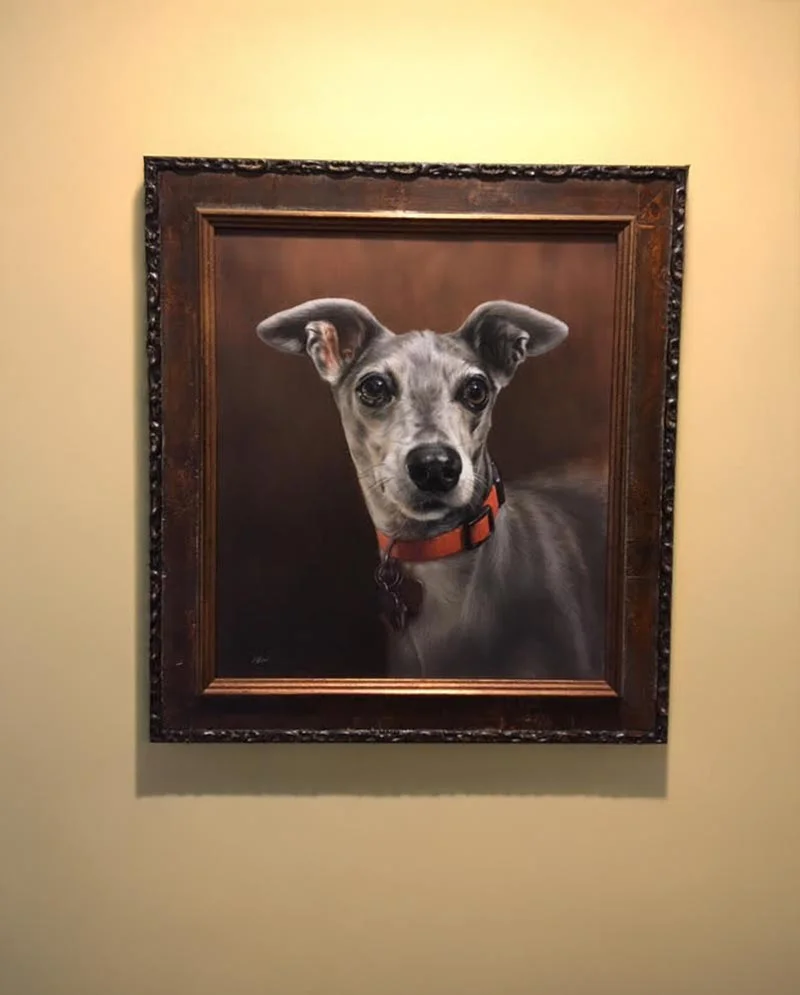 Italian Greyhound Oil Portrait - Almost Finished Italian Greyhound oil portrait of Spyder, almost finished.