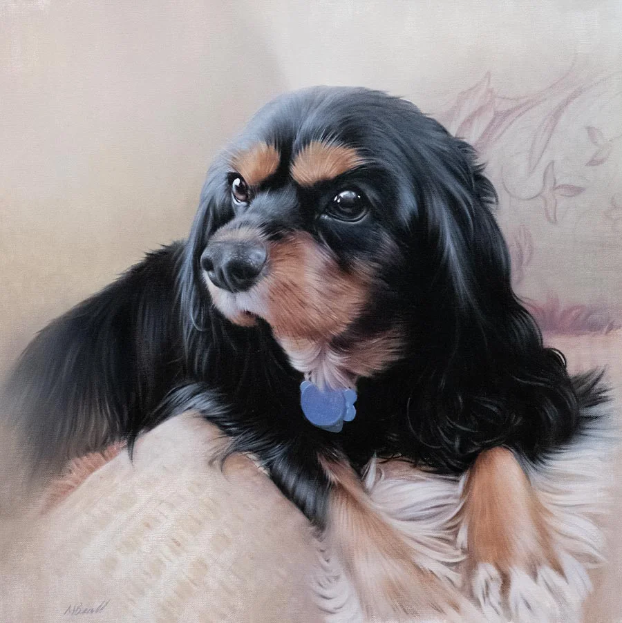 King Charles Spaniel Pet Portraits Reference Photo of King Charles Spaniel Boone