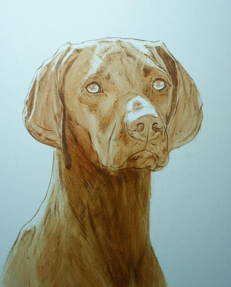 Hungarian Vizsla Portrait - Early Sketch in Oils Hungarian Vizsla portrait of Hattie showing the early sketch in oils.