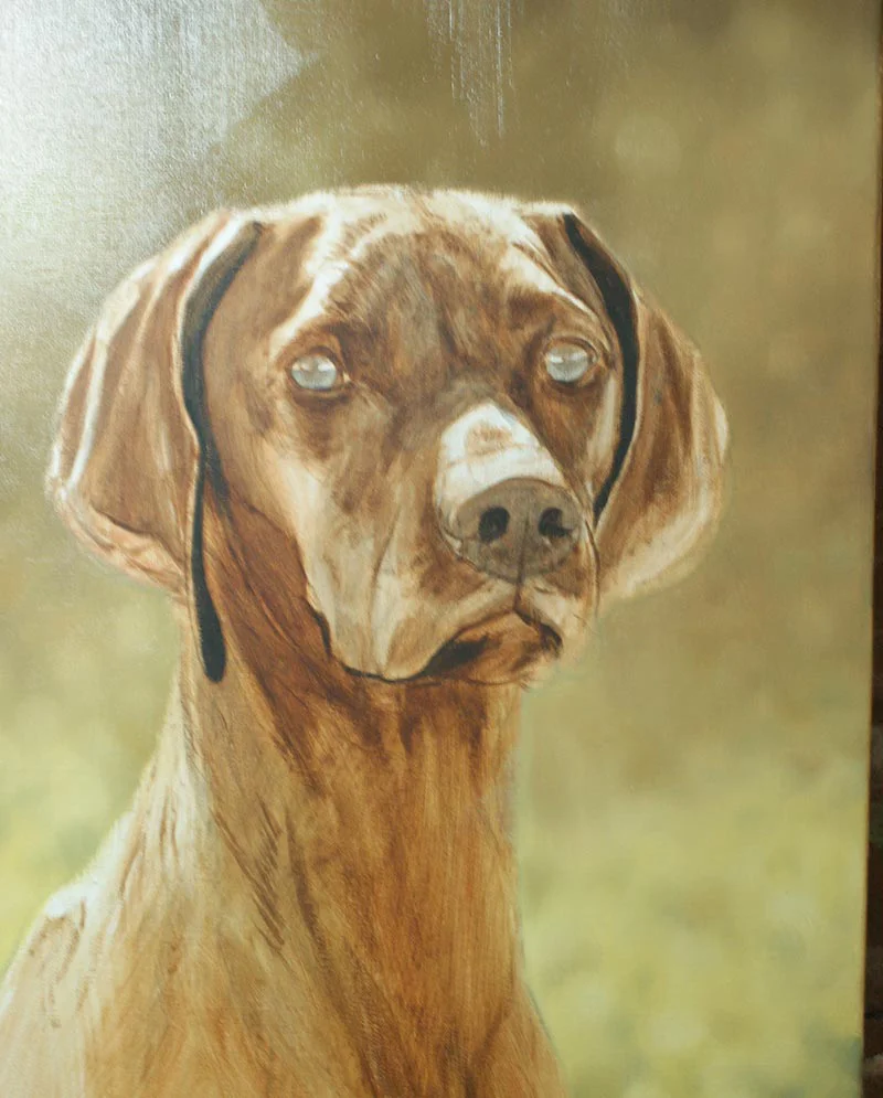Hungarian Vizsla Oil Portrait - In Progress Hungarian Vizsla oil portrait of Hattie in progress.