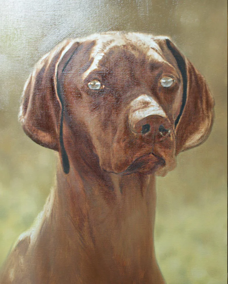 Vizsla Oil Portrait - Building Colour Layers Vizsla oil portrait of Hattie showing building color layers.