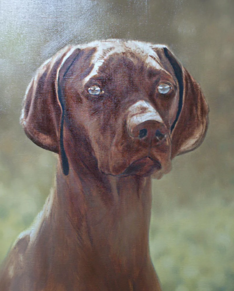 Vizsla Portrait in Oils - Fine Detail Work Vizsla portrait of Hattie in oils showing fine detail work.