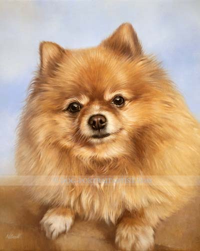 Pomeranian Pet Portrait