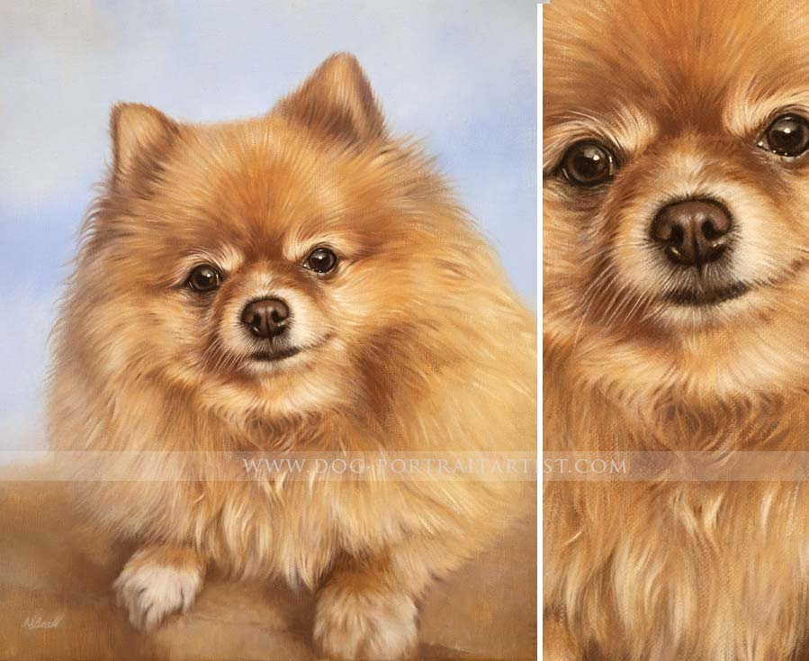 Pomeranian pet portraits