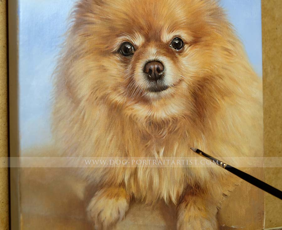 Pomeranian pet portraits