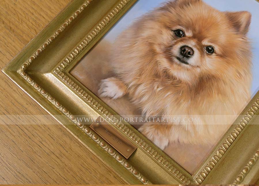 Pomeranian pet portraits