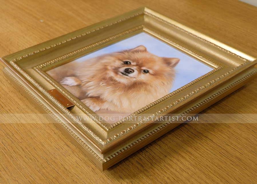 Pomeranian pet portraits