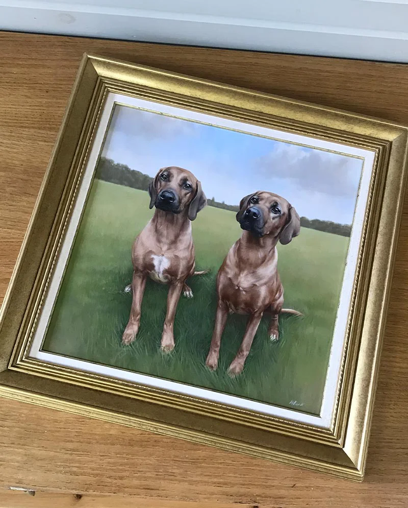 Framed Rhodesian Ridgeback Oil Portrait, showcasing presentation Custom framed oil portrait of the two Rhodesian Ridgebacks, Amba and Maddie