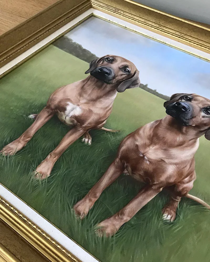 Rhodesian Ridgeback Portrait Framed and Hung, displayed beautifully Rhodesian Ridgeback portrait framed and proudly hung on a wall in a home