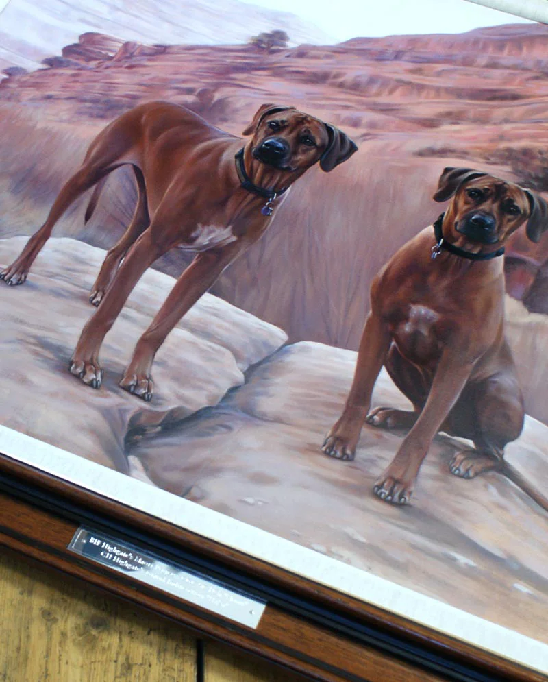 Framed Rhodesian Ridgeback Portrait in Oil, elegant presentation Beautifully framed Rhodesian Ridgeback portrait in oil, ready for display