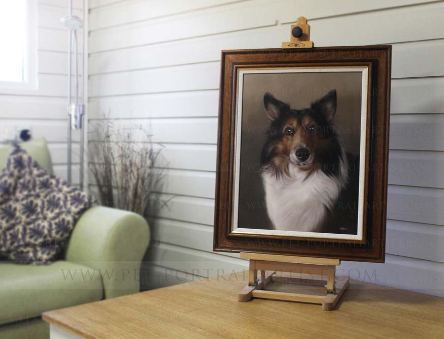Sheltie portrait framed