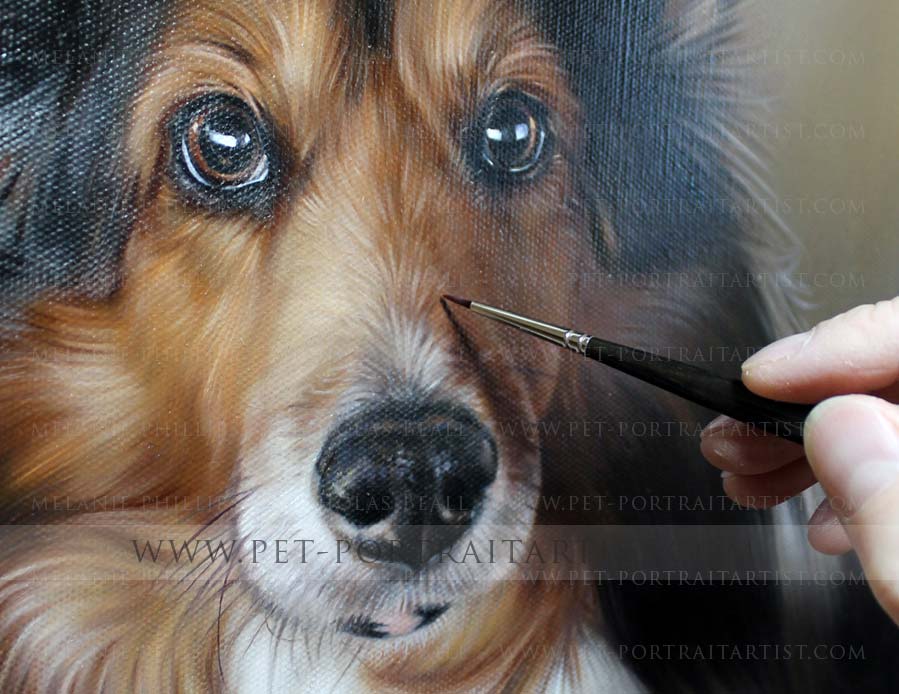 Sheltie portraits in detail