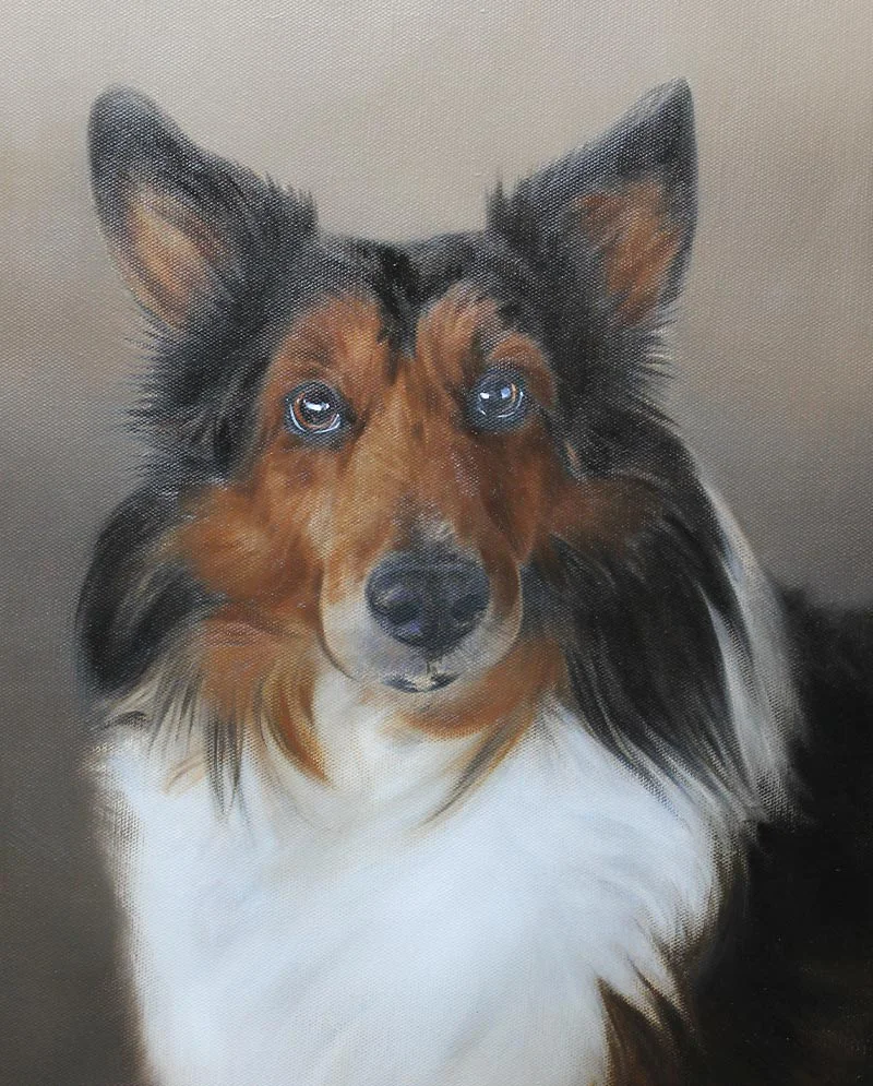 Work in progress of the Sheltie dog portrait painting, nearing completion
