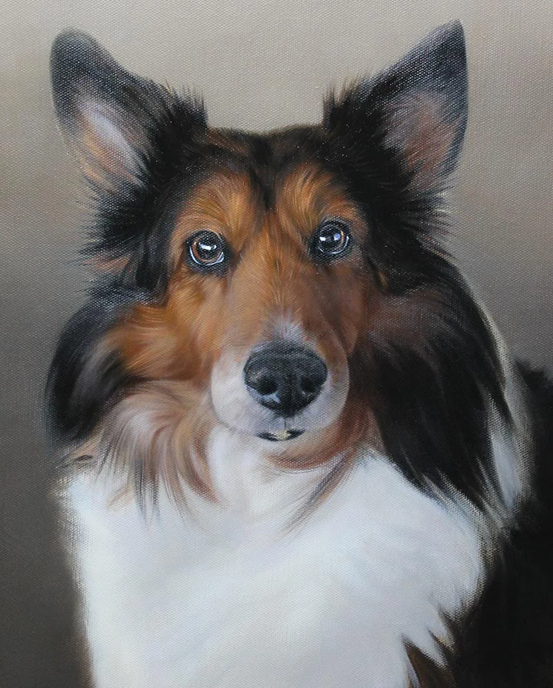 Applying final layers to the Sheltie oil painting, perfecting highlights and shadows