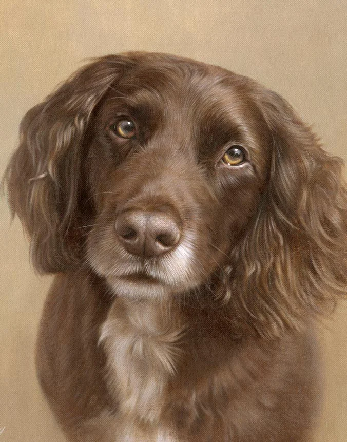 Oil painting of Wilf, an alert Working Cocker Spaniel dog, ready for action, by Nicholas Beall.
