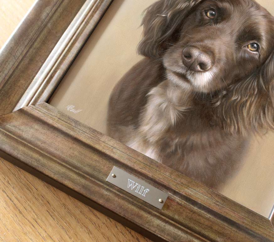 Working Cocker Spaniel Pet Portraits