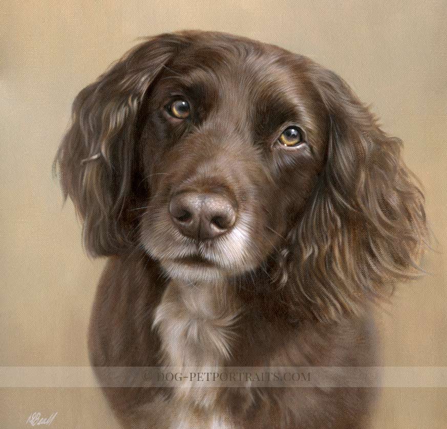 Working Cocker Spaniel Pet Portraits