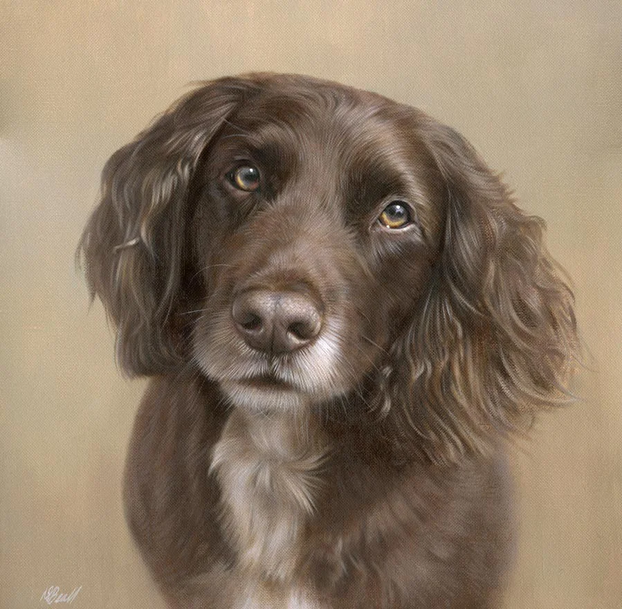 Reference Photo for Pet Portrait of Spaniel called Wilf Reference photo of Wilf the Spaniel, used for the oil portrait