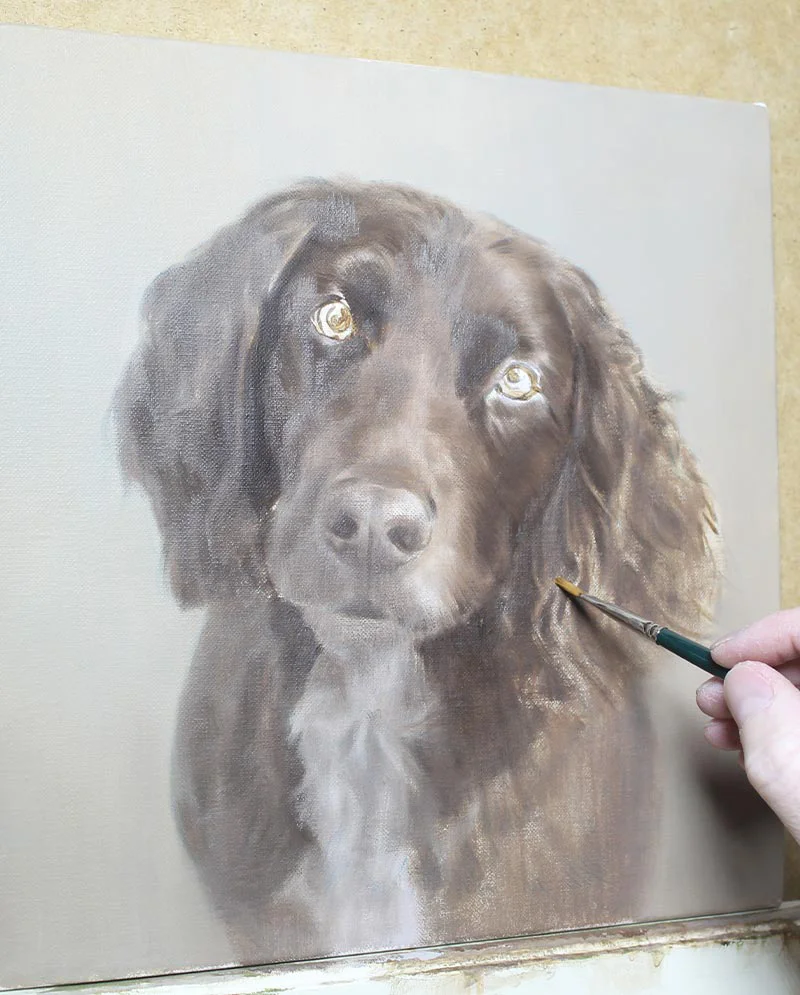 Spaniel Portrait in Progress, refining details Spaniel portrait in progress, showing the development of fur and features