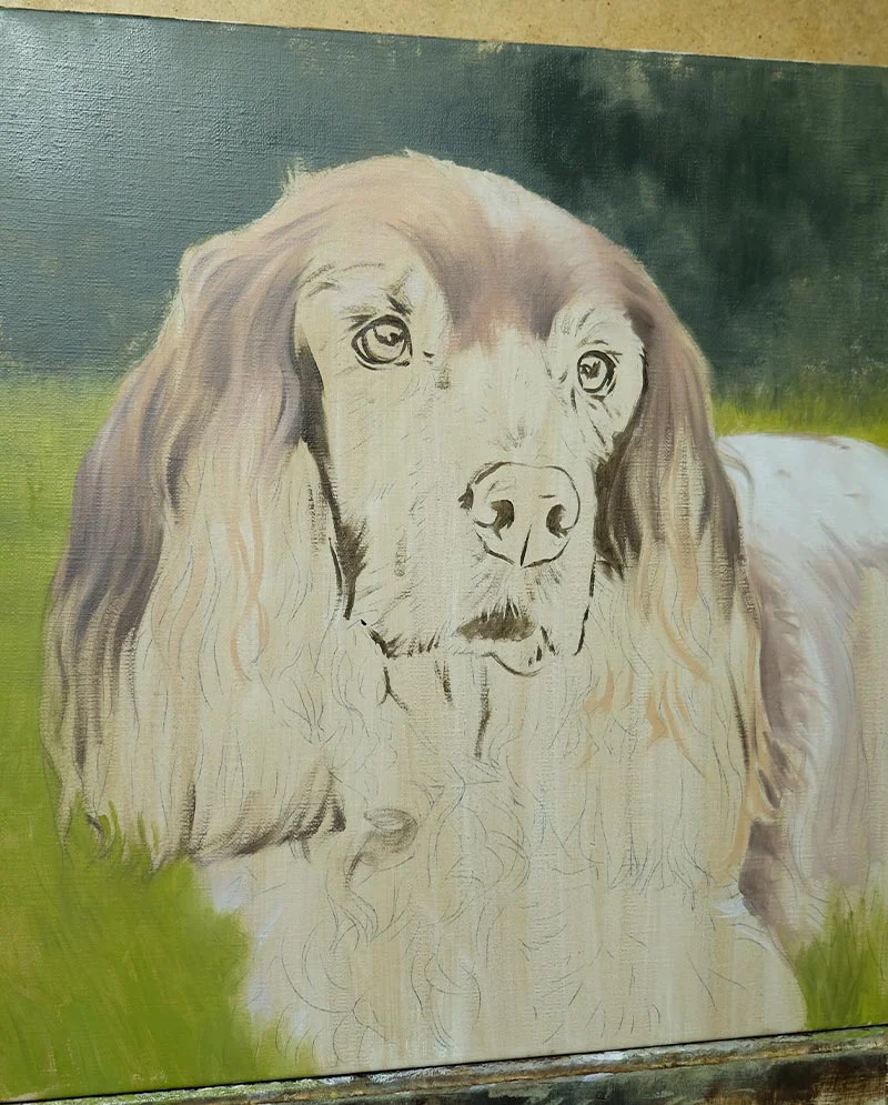 Spaniel Oil Portrait Work in Progress, early layers Work in progress of the Spaniel oil portrait, showing initial sketch and color blocking