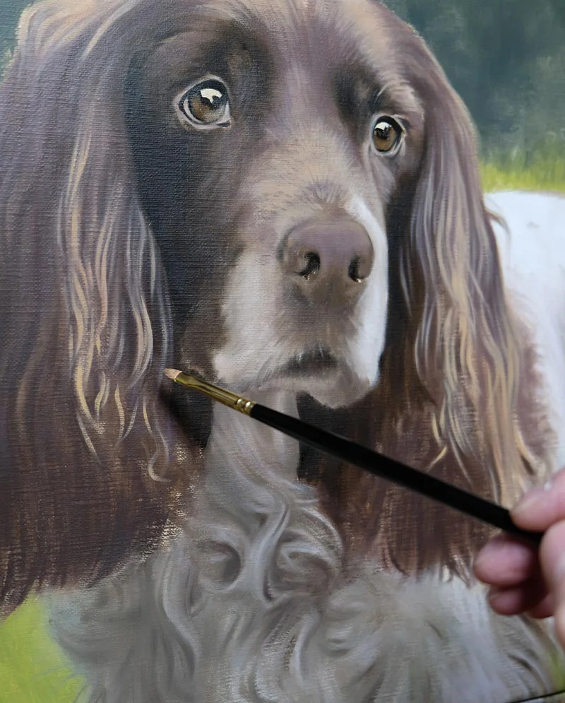 Almost Complete – Spaniel Oil Portrait, near finish Spaniel oil portrait almost complete, showing refined details and colors
