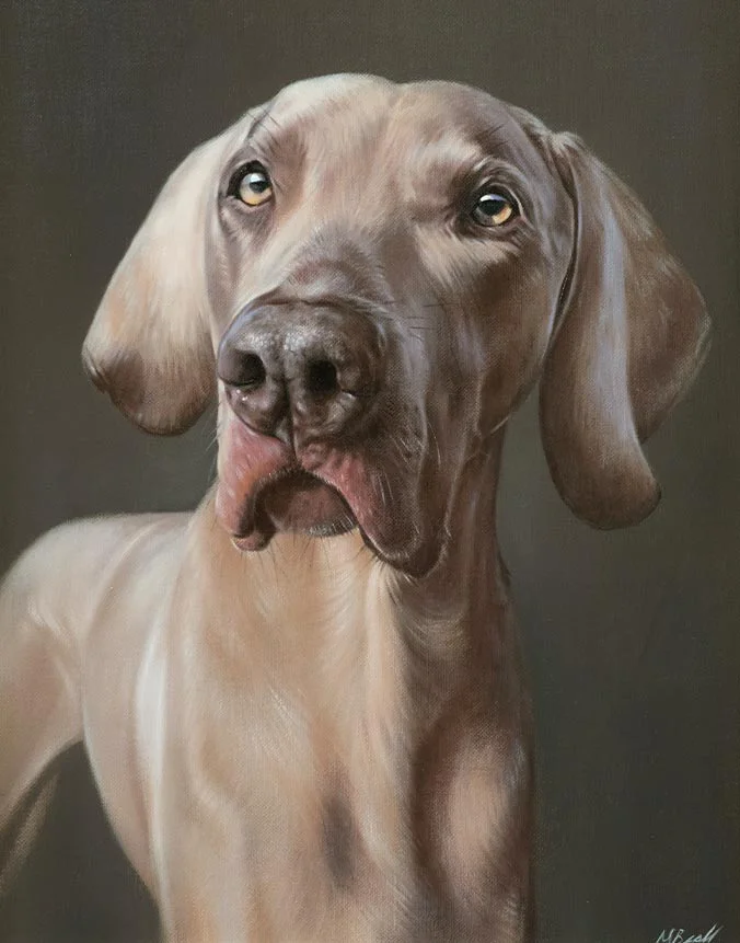 Oil painting of Keo the Weimaraner, a regal dog portrait