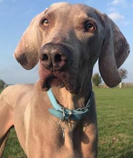 Weimaraner Portrait Photo