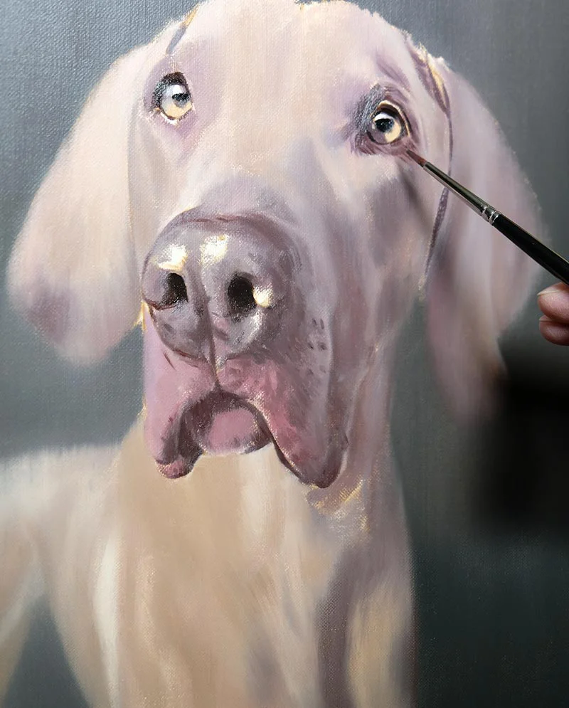 Building depth in the Weimaraner portrait in oils, refining shadows and highlights