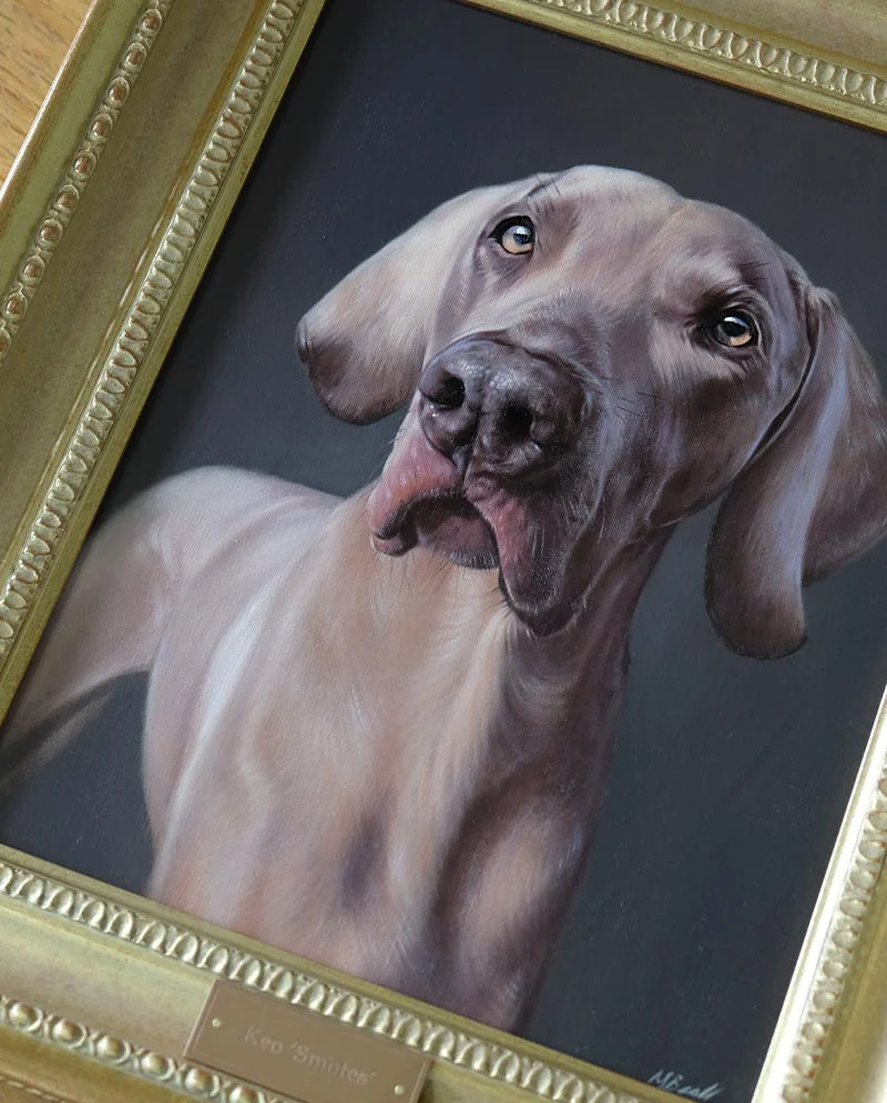 The finished Weimaraner dog portrait of Keo, beautifully framed