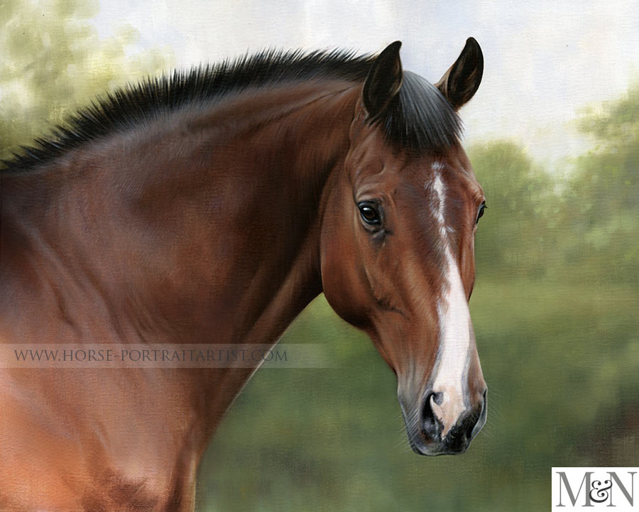 Horse Equine Portraits