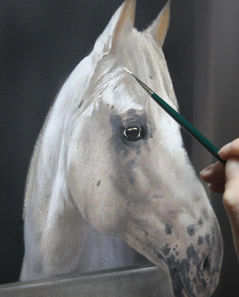 Horse Portrait in Oils – Early Progress of Ariel Horse portrait of Ariel in oils, showing early progress with initial forms and brushwork.