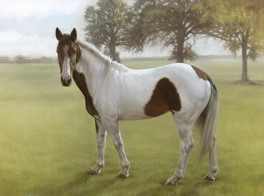 Gypsy's horse portrait in a landscape setting