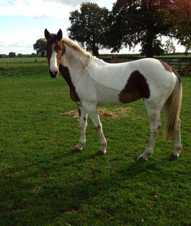 horse portraits reference photos