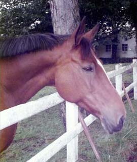 horse portraits reference photos