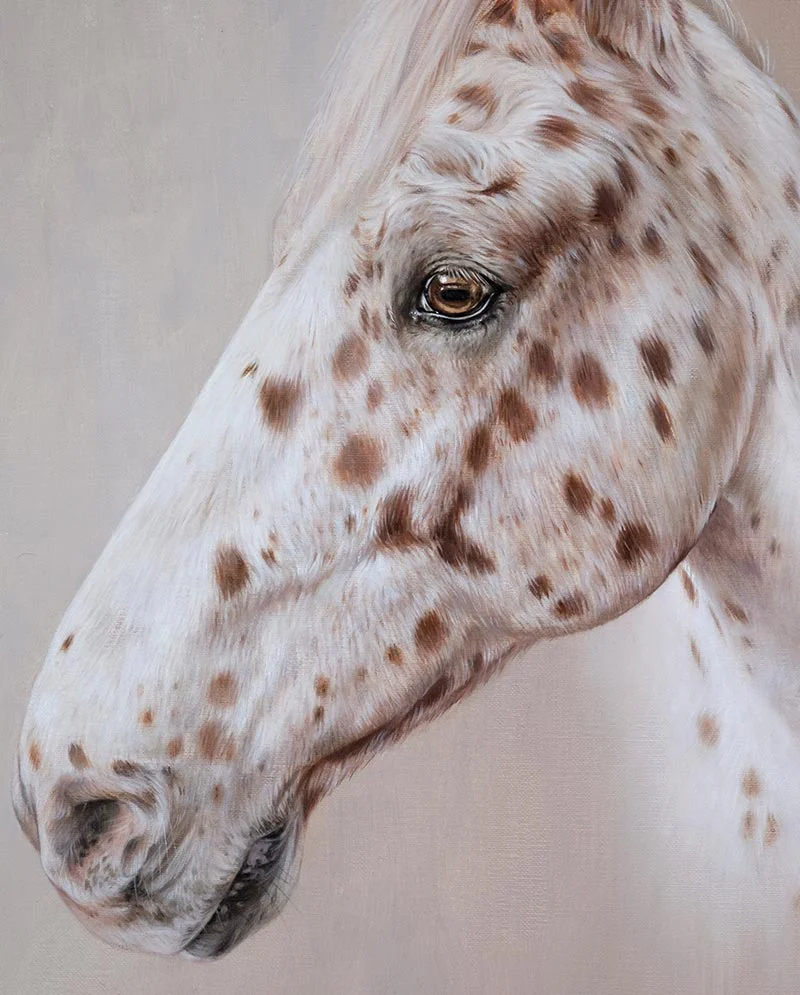 Detail of Finished Spotted Horse Oil Painting Detailed view of the finished spotted horse oil painting, highlighting brushwork.