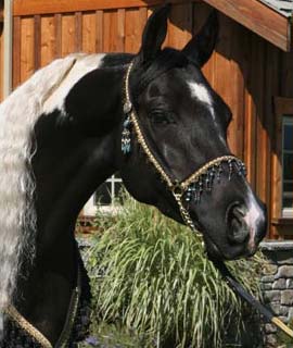 Horse Pet Portraits Reference Photos