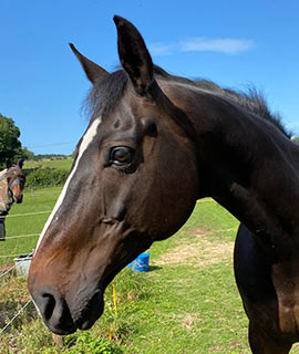 horse portraits reference photos