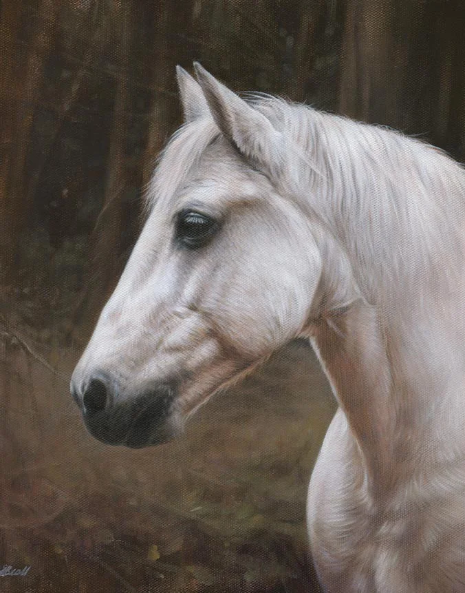 horse pet portraits