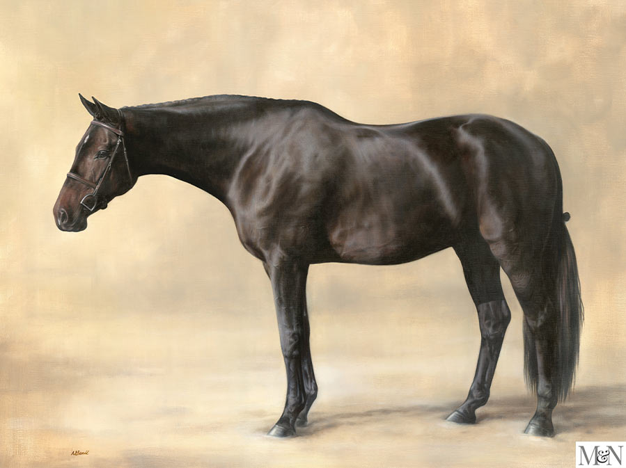 horse portrait full body study