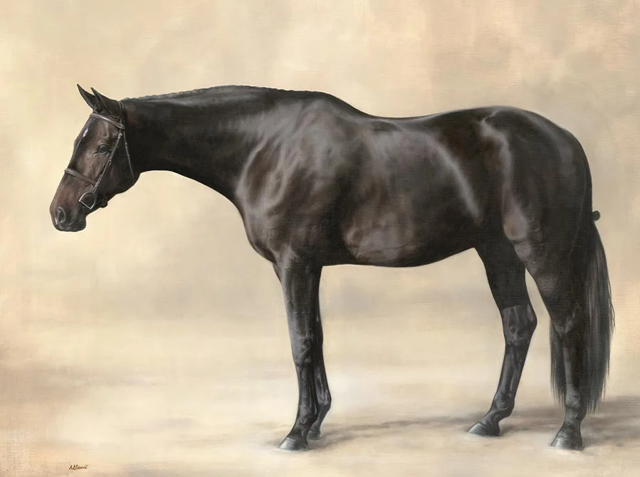 Horse Portrait in Oils – Detail and Form Horse portrait of Lockhart in oils, highlighting detail and form.