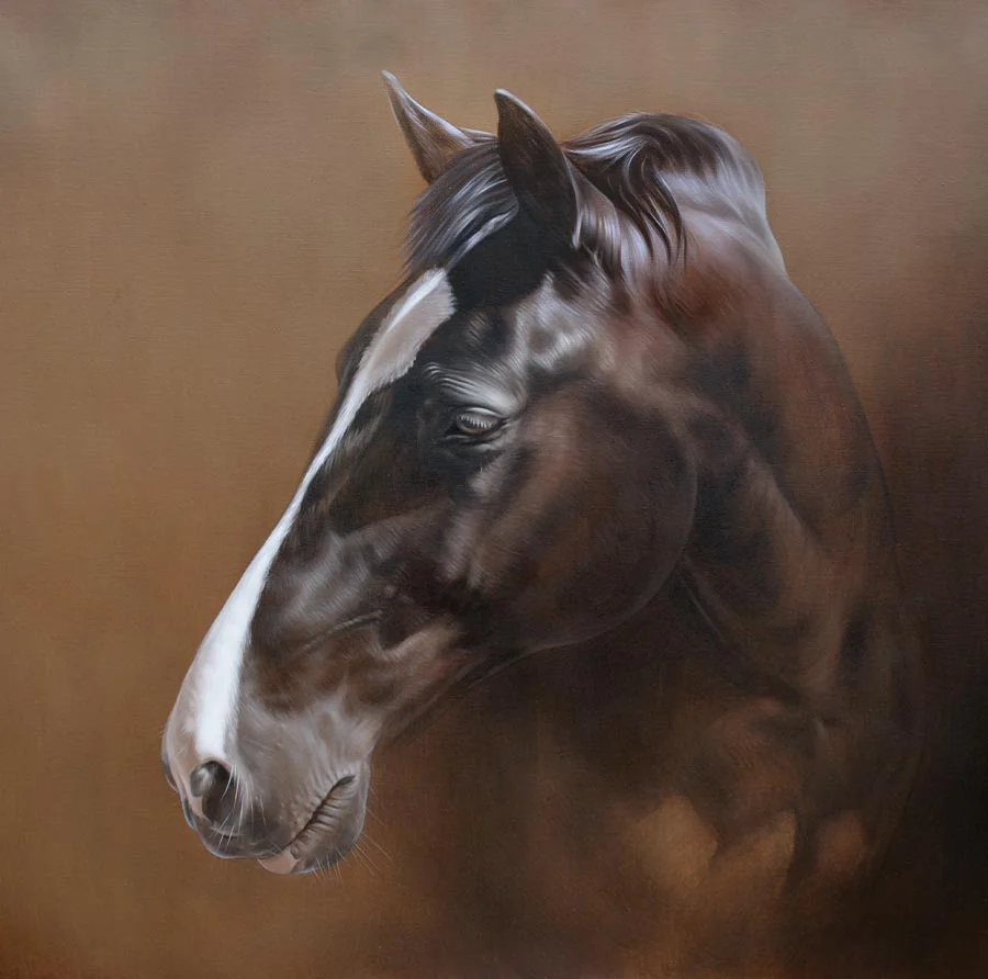 Horse Portrait Reference Reference photo for Billy's horse portrait.
