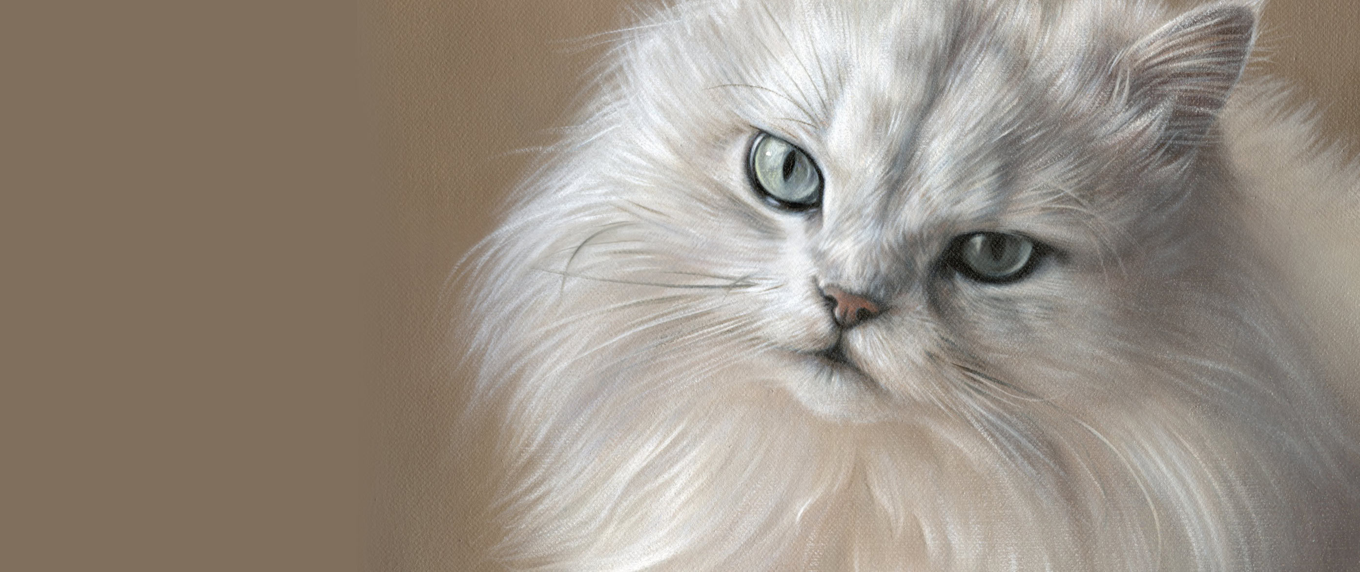 Cat Portraits