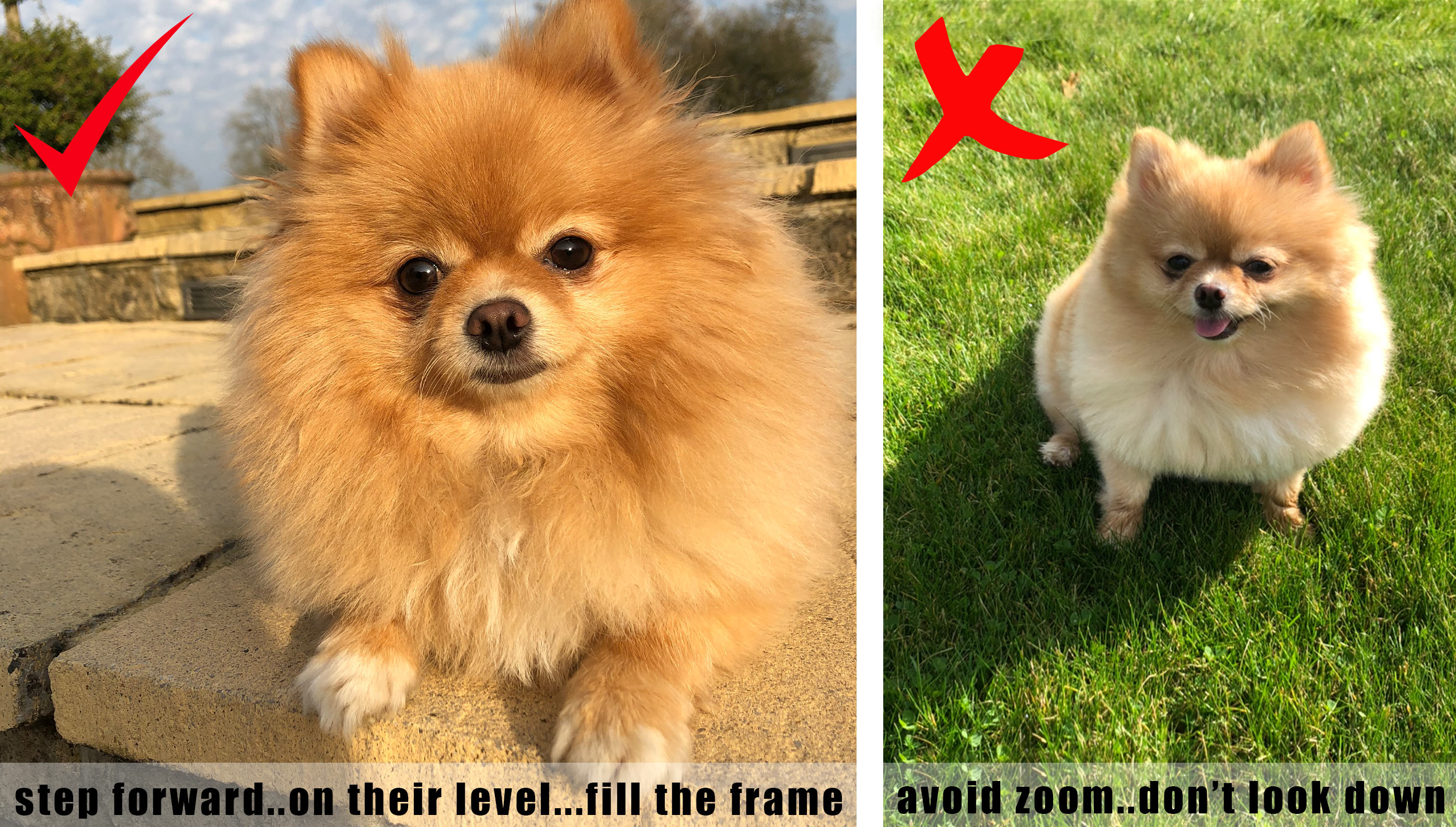 Dog Photography Tips