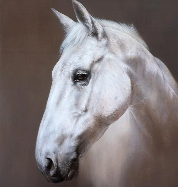 Horse Portrait Gallery