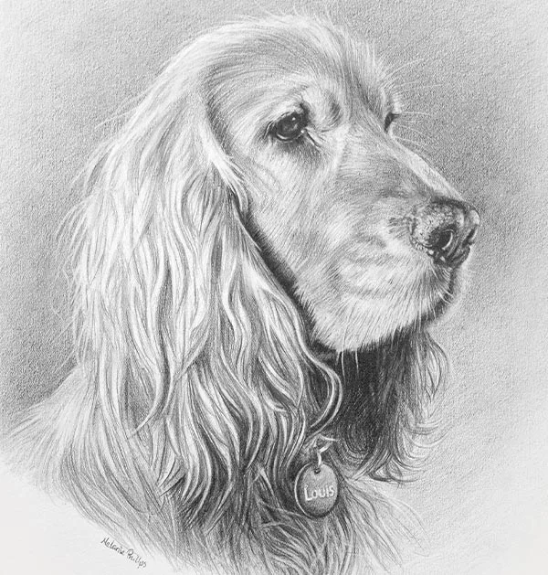 Pencil Pet Portraits